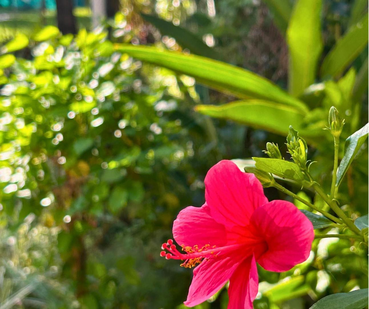 Jungle Hut-Annabelle'S Beach Apartments At Bernard Simao,Calangute,Goa Candolim Exterior photo